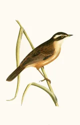 Moustached Warbler, Illustration from 