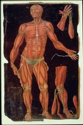 Dissection, from Anatomical Tables, by John Banister