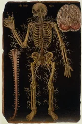 Ms Hunter 364 Table VI Dissection, from Anatomical Tables, by John Banister
