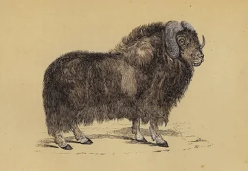 Musk Ox