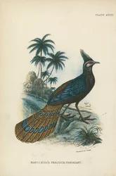 Napoleon