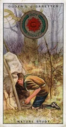 Nature Study Badge for Scouts, Scout Entering a Hide