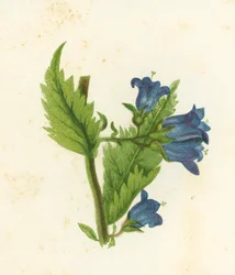 Nettle-Leaved Bell-Flower, Campanula Trachelium