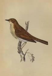 Nightingale