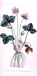 Noble Liverwort (Anemone hepatica), plate 10 from William Curtis