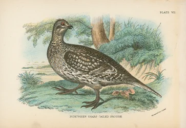 Northern Sharp-Tailed Grouse