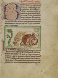 Northumberland Bestiary, c.1250-60
