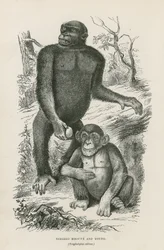 Nshiego Mbouve and Young, Troglodytes Calvus