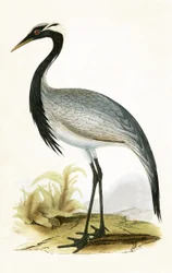 Numidian Crane, illustration from 