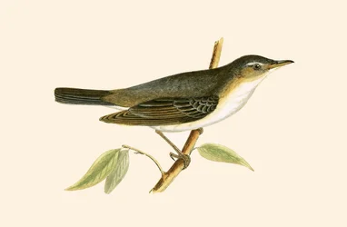 Olive Tree Warbler, illustration from 