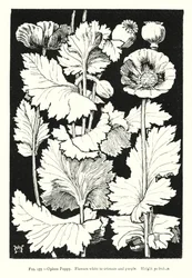 Opium Poppy; Flowers white to crimson and purple; Height 30 inches