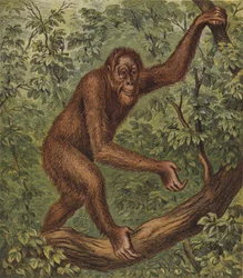 Orang-Outang