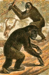 Orangutan and Gorilla