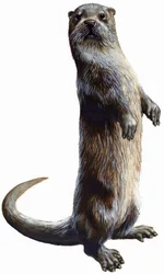 Otter