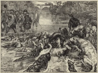 Otter hunting in the north