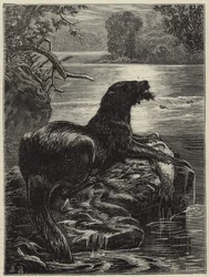 Otter hunting in the north