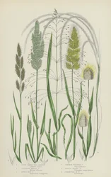 Ovate Hares Tail Grass, Spreading Millet Grass, Awned Nit Grass, Common Feather Grass