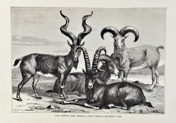 Ovis Ammon - Ibex Siberica - Ovis Nabura - Markhov Ram, illustration from The Universal Geography, the Earth and its inhabitants by Elisee Reclus, published 1878