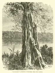 Ovouncha, a species of Fig-tree, near the Gaboon