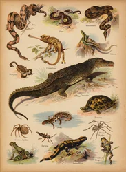 Page from The Little Folks’ Picture Natural History, c 1900