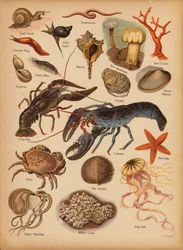 Page from The Little Folks’ Picture Natural History, c 1900