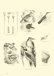 Page from The Pictorial Museum of Animated Nature