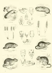 Page from The Pictorial Museum of Animated Nature