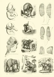 Page from The Pictorial Museum of Animated Nature