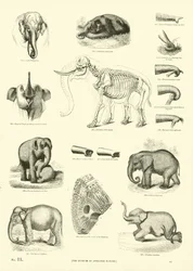 Page from The Pictorial Museum of Animated Nature