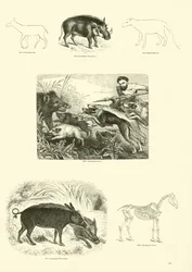 Page from The Pictorial Museum of Animated Nature