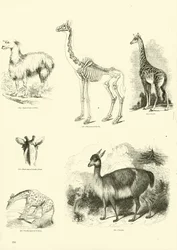 Page from The Pictorial Museum of Animated Nature