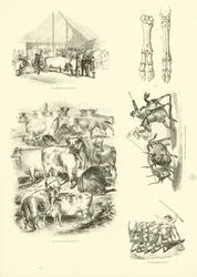 Page from The Pictorial Museum of Animated Nature