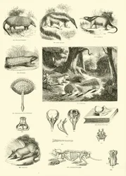 Page from The Pictorial Museum of Animated Nature