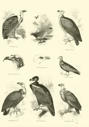 Page from The Pictorial Museum of Animated Nature