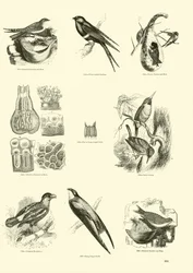 Page from The Pictorial Museum of Animated Nature
