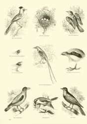 Page from The Pictorial Museum of Animated Nature