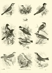 Page from The Pictorial Museum of Animated Nature