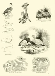 Page from The Pictorial Museum of Animated Nature