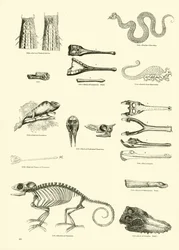 Page from The Pictorial Museum of Animated Nature