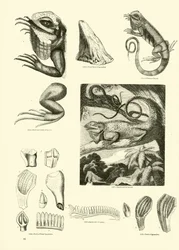 Page from The Pictorial Museum of Animated Nature