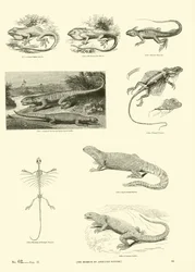 Page from The Pictorial Museum of Animated Nature