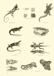 Page from The Pictorial Museum of Animated Nature