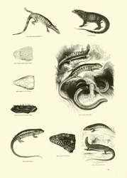 Page from The Pictorial Museum of Animated Nature