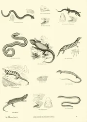 Page from The Pictorial Museum of Animated Nature