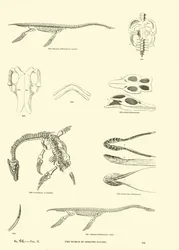 Page from The Pictorial Museum of Animated Nature