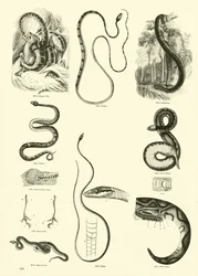 Page from The Pictorial Museum of Animated Nature