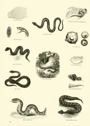 Page from The Pictorial Museum of Animated Nature