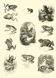 Page from The Pictorial Museum of Animated Nature