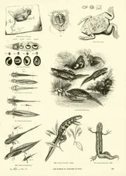 Page from The Pictorial Museum of Animated Nature