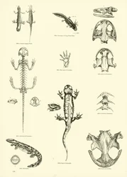 Page from The Pictorial Museum of Animated Nature